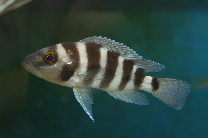 Neolamprologus sexfasciatus 'Chituta Bay'
